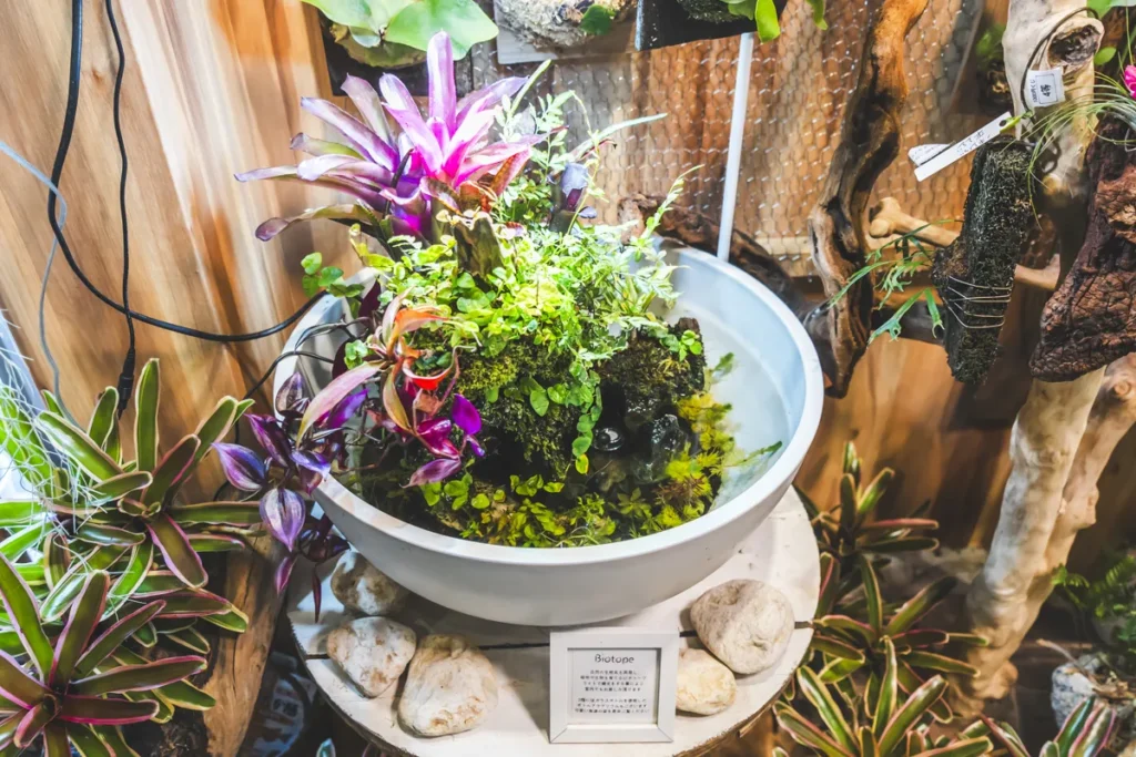 base plants ビオトープ