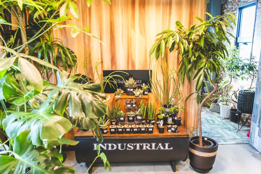 base plants 2階小さい植物