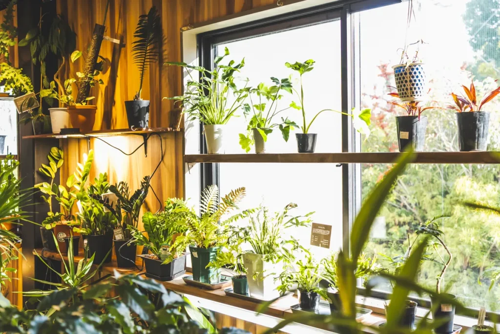 base plants 2階窓辺