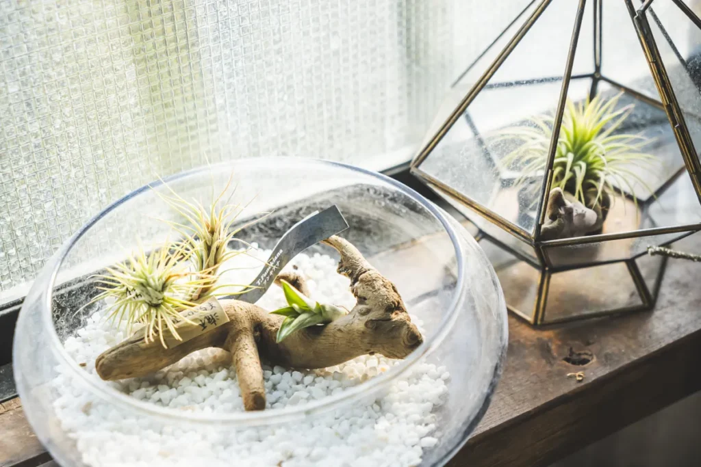 base plants 3階エアプランツ