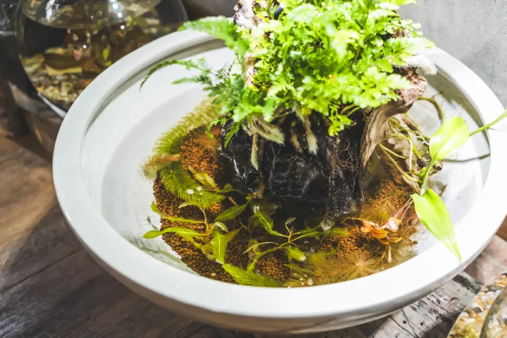 base plants 3階ビオトープ