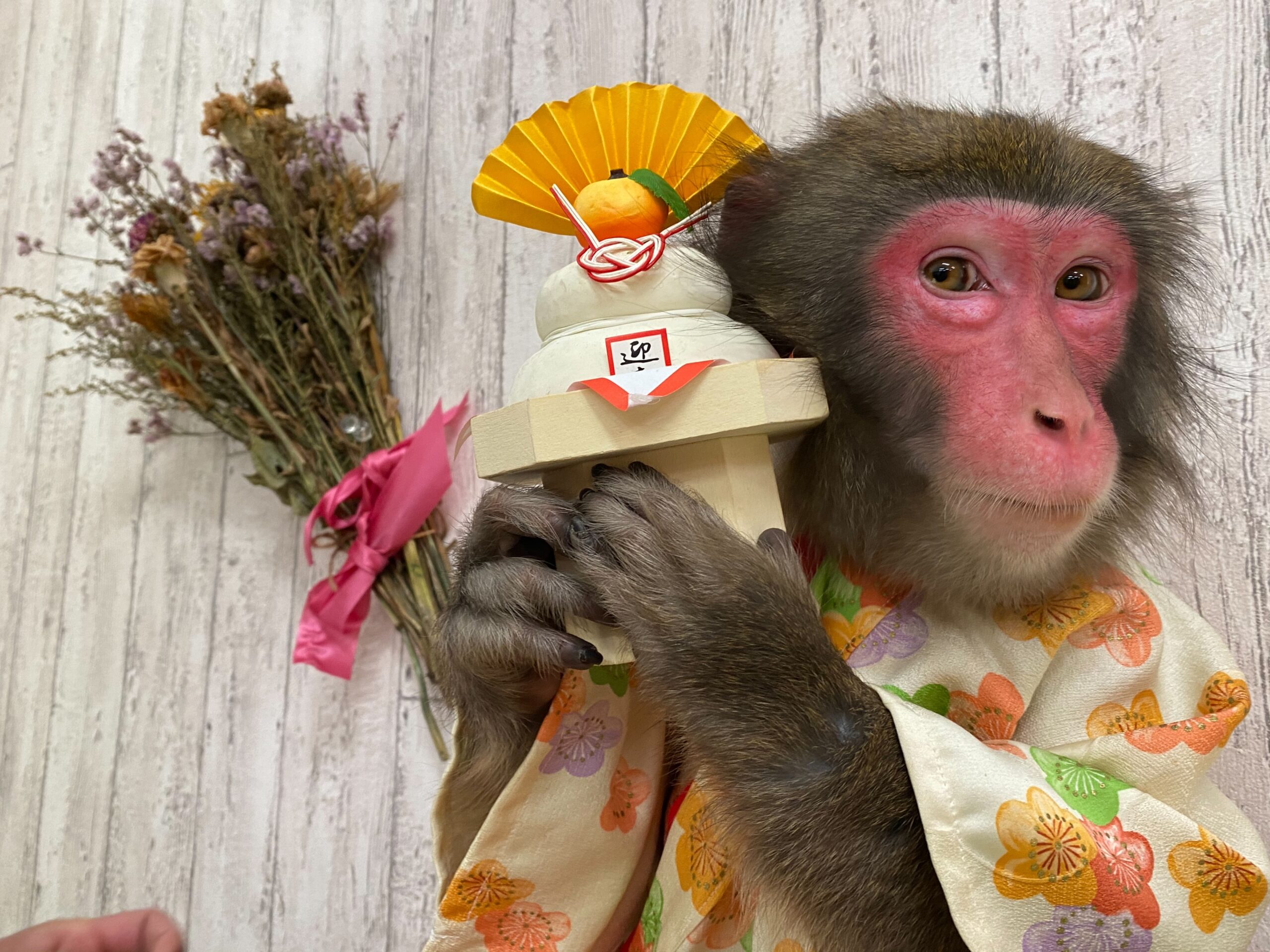 高槻安満遺跡公園で出会う伝統芸能｜新春猿まわし