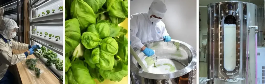 「HAKUTSURU SAKE CRAFT No.15」の製造工程