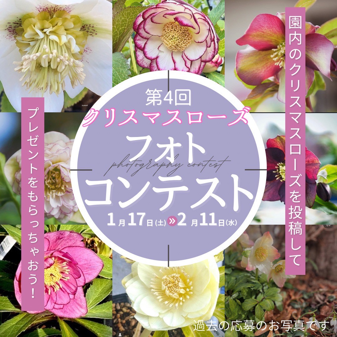 ＃yoshunen　山本の園芸店「陽春園」でクリスマスローズを撮って投稿。入賞を狙いましょう！