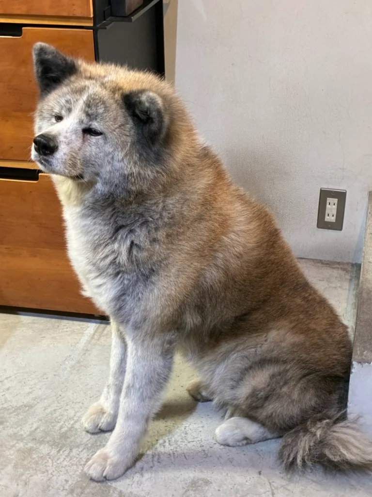 kakura,入口で秋田県がお出迎え