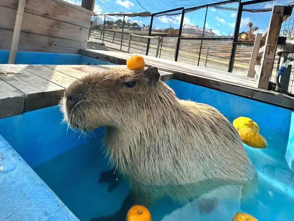 カピバラ温泉