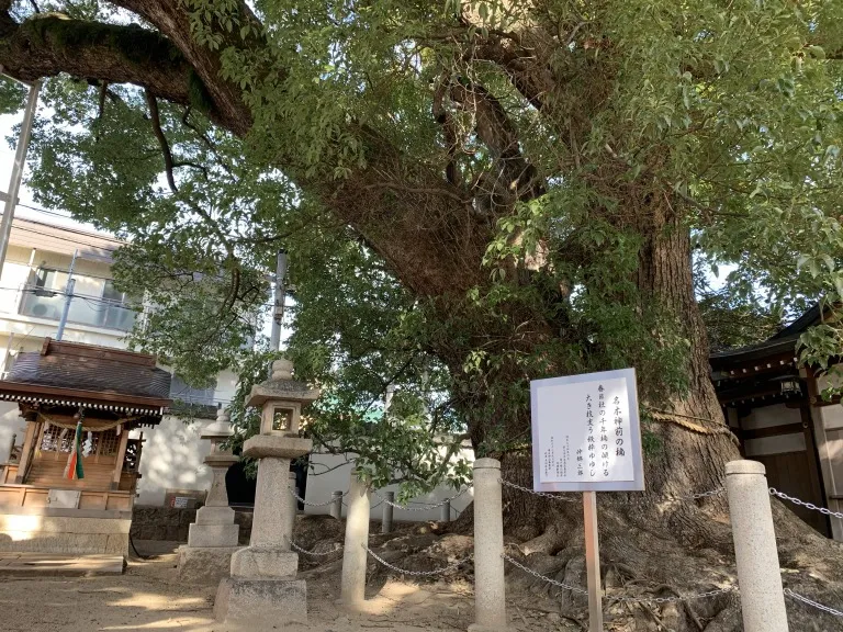 春日神社 ご神木1
