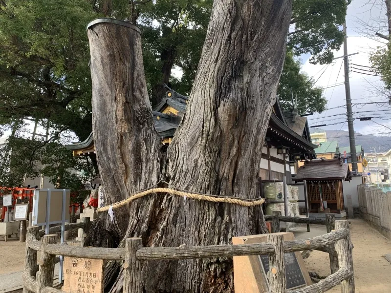 春日神社 ご神木2