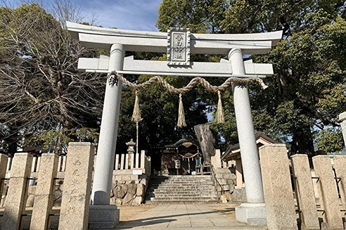 灘区「春日神社」震災を乗り越えた天然記念物オオクスノキを仰ぐ