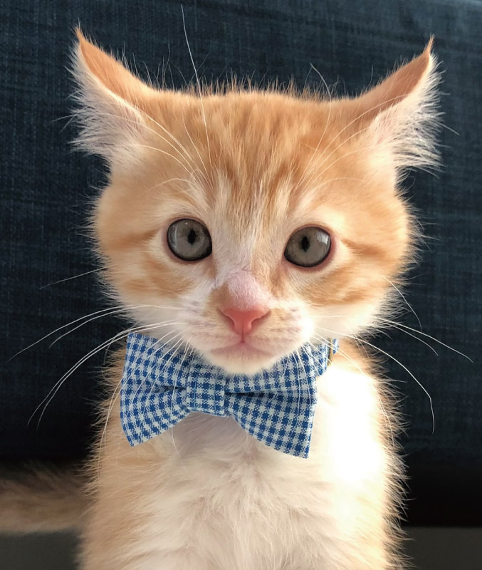 【読者プレゼントあり】SNSで4万フォロワーを誇る大人気の保護猫！「ツンデレ男ルナさん」のグッズ販売中