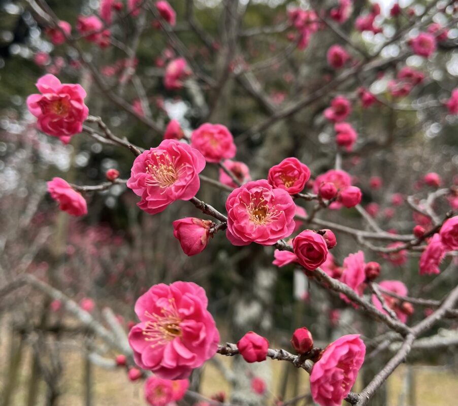 長岡公園｜梅開花｜暖かい休憩所fuRari｜1～3月イベント