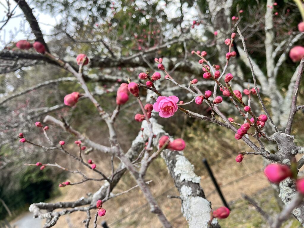 長岡公園　梅林　