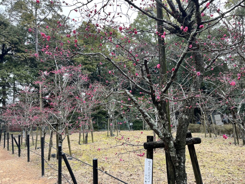 長岡公園　寒紅梅