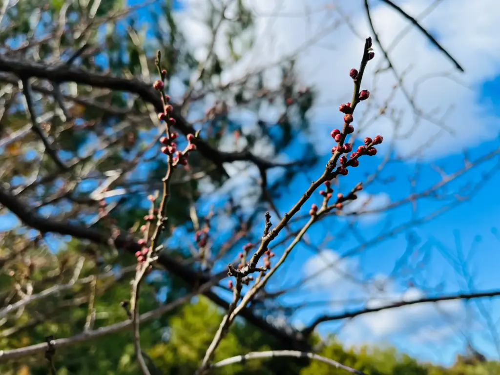 長岡天満宮　節分　八条ヶ池　つぼみ
