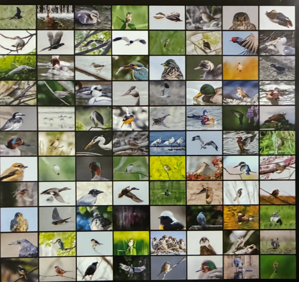 大倉清教、野鳥の写真