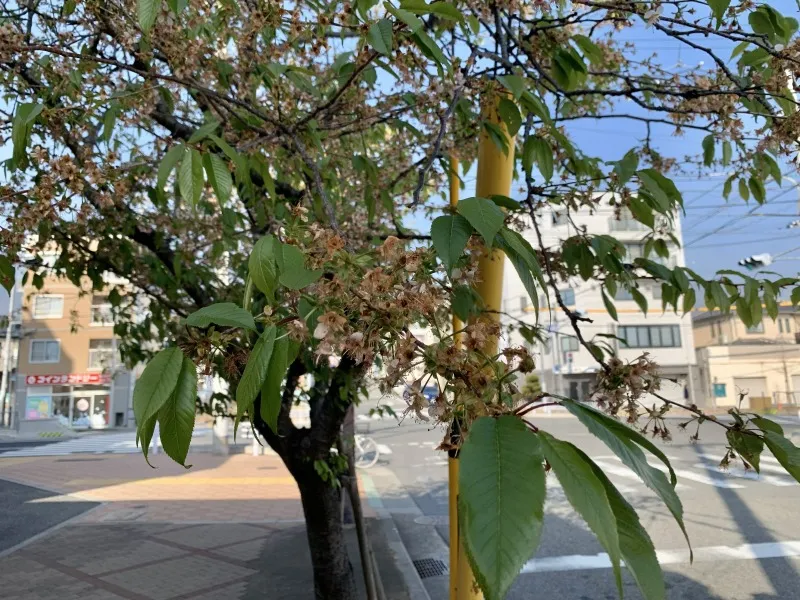 六甲交番　桜②