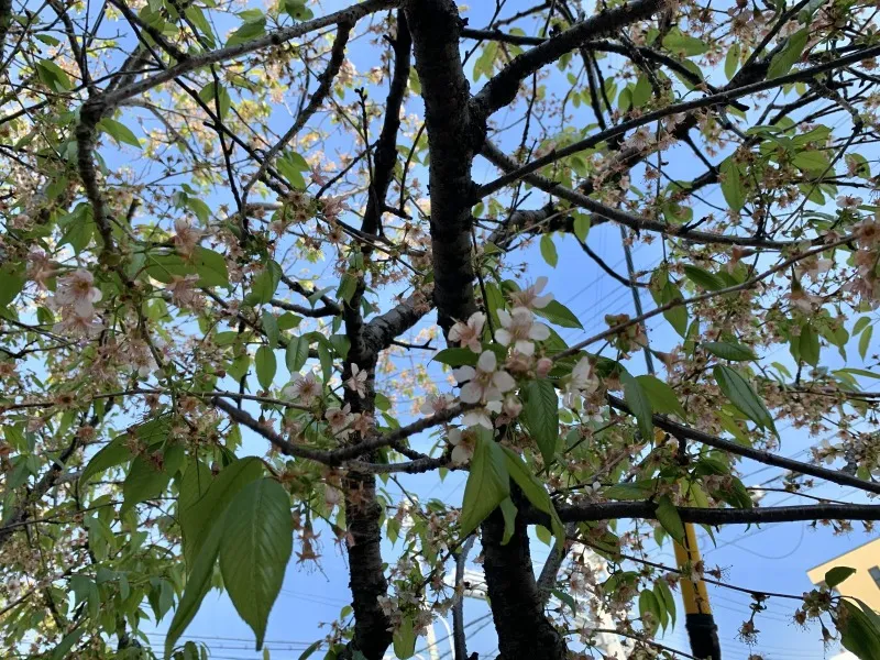 六甲交番　桜③