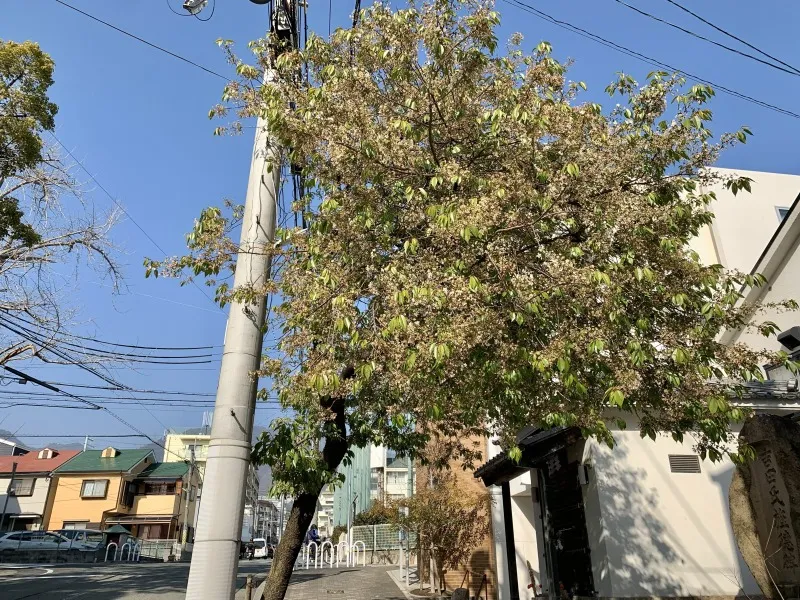 春日神社　桜①