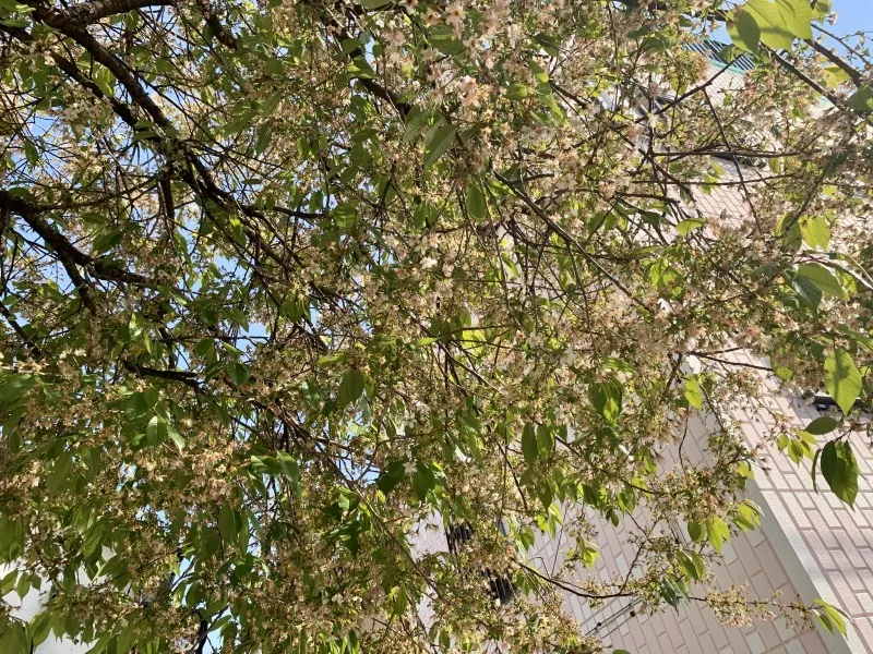 春日神社　桜②