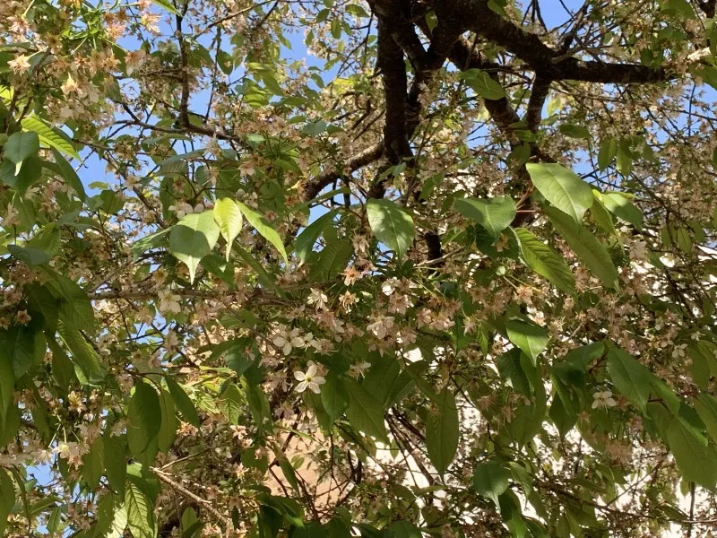春日神社　桜④