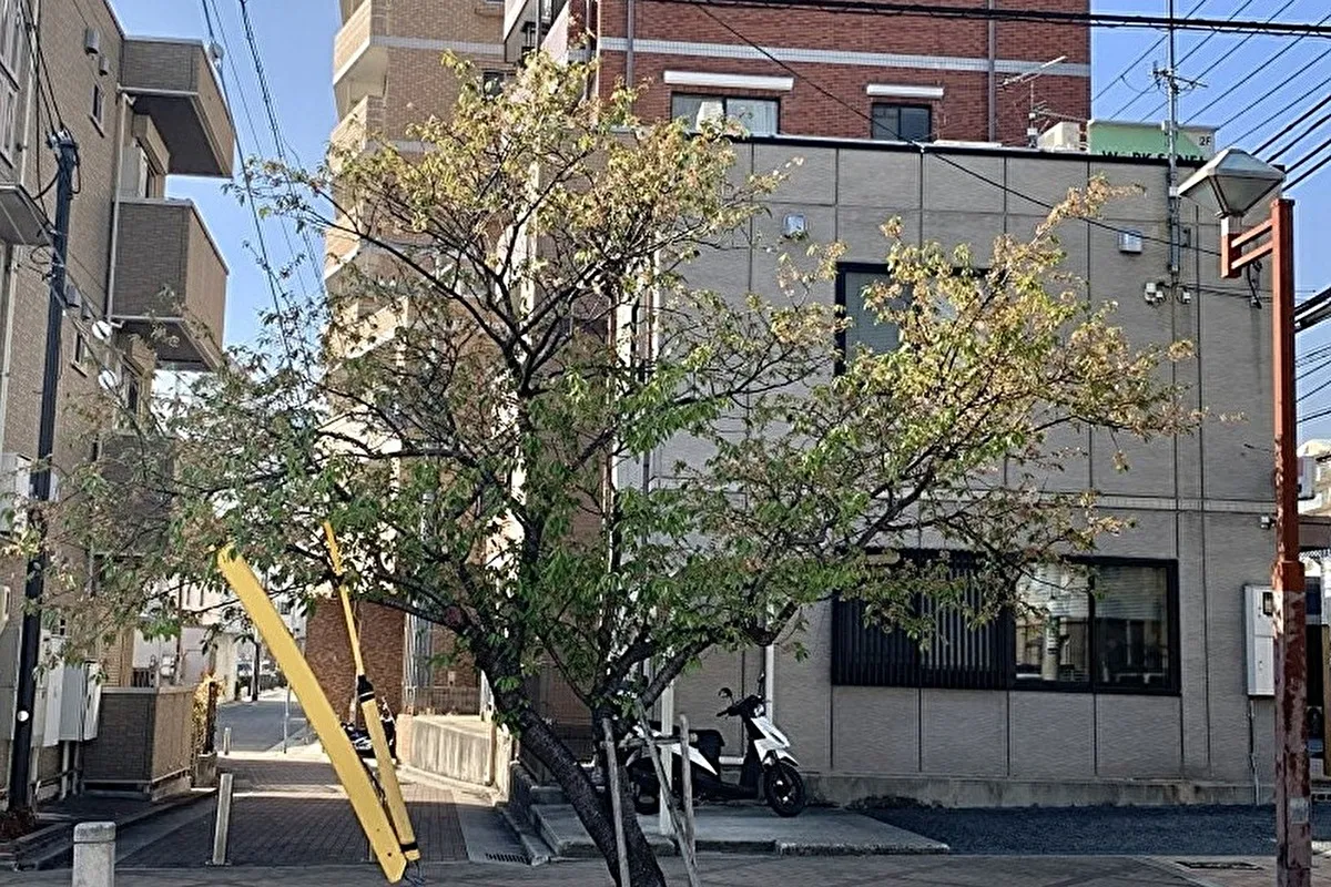 12月なのに灘区六甲町「六甲交番」隣の桜が開花している？続編