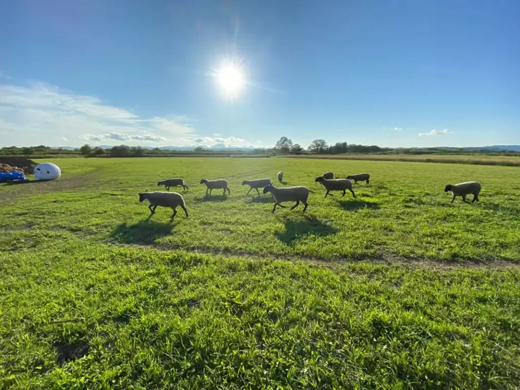 三協精器工業 羊