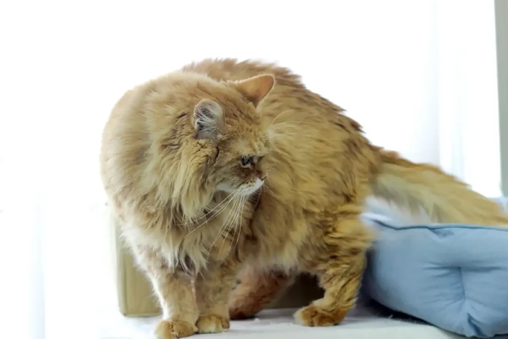 三協精器工業 猫