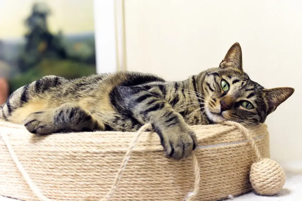 三協精器工業 猫2