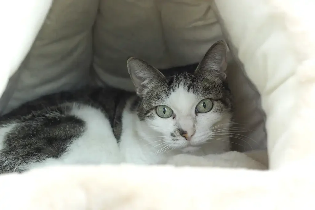 三協精器工業 猫3