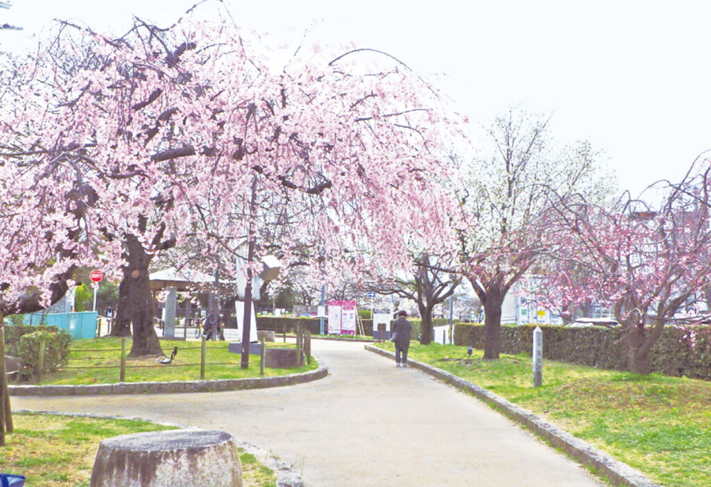 【茨木市駅】茨木市を代表する桜の名景「元茨木川緑地」