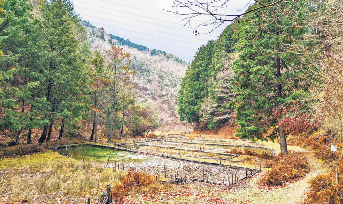木洩れ日を浴びながら里山歩き。のせでん早春ハイキングが3月20日（祝）開催！