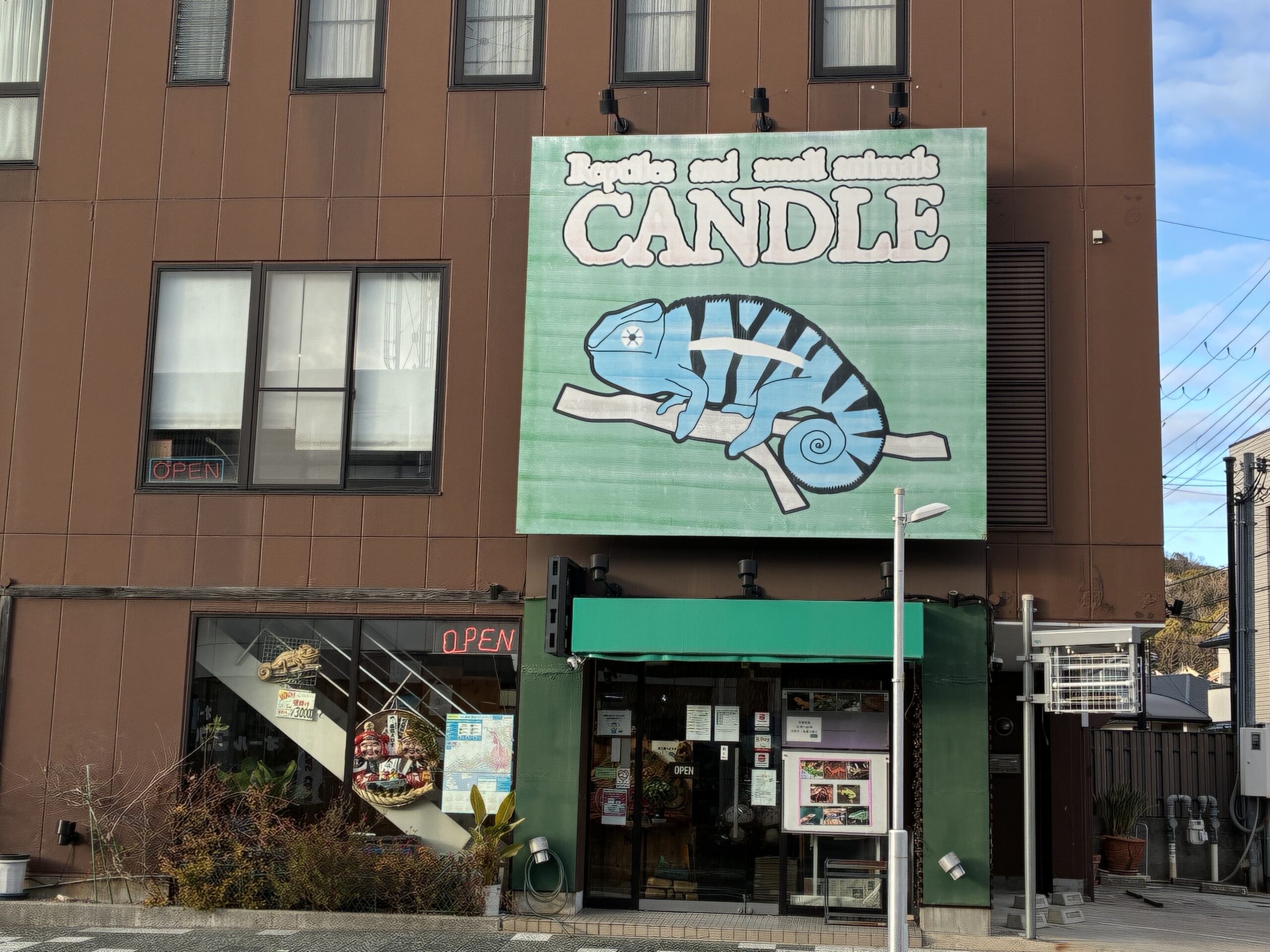 ヤモリやカメレオン…最近、人気の爬虫類。宝塚・中山寺の「CANDLE」で、お気に入りの子が見つかるかも