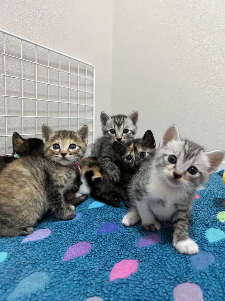 cherish、子猫たち