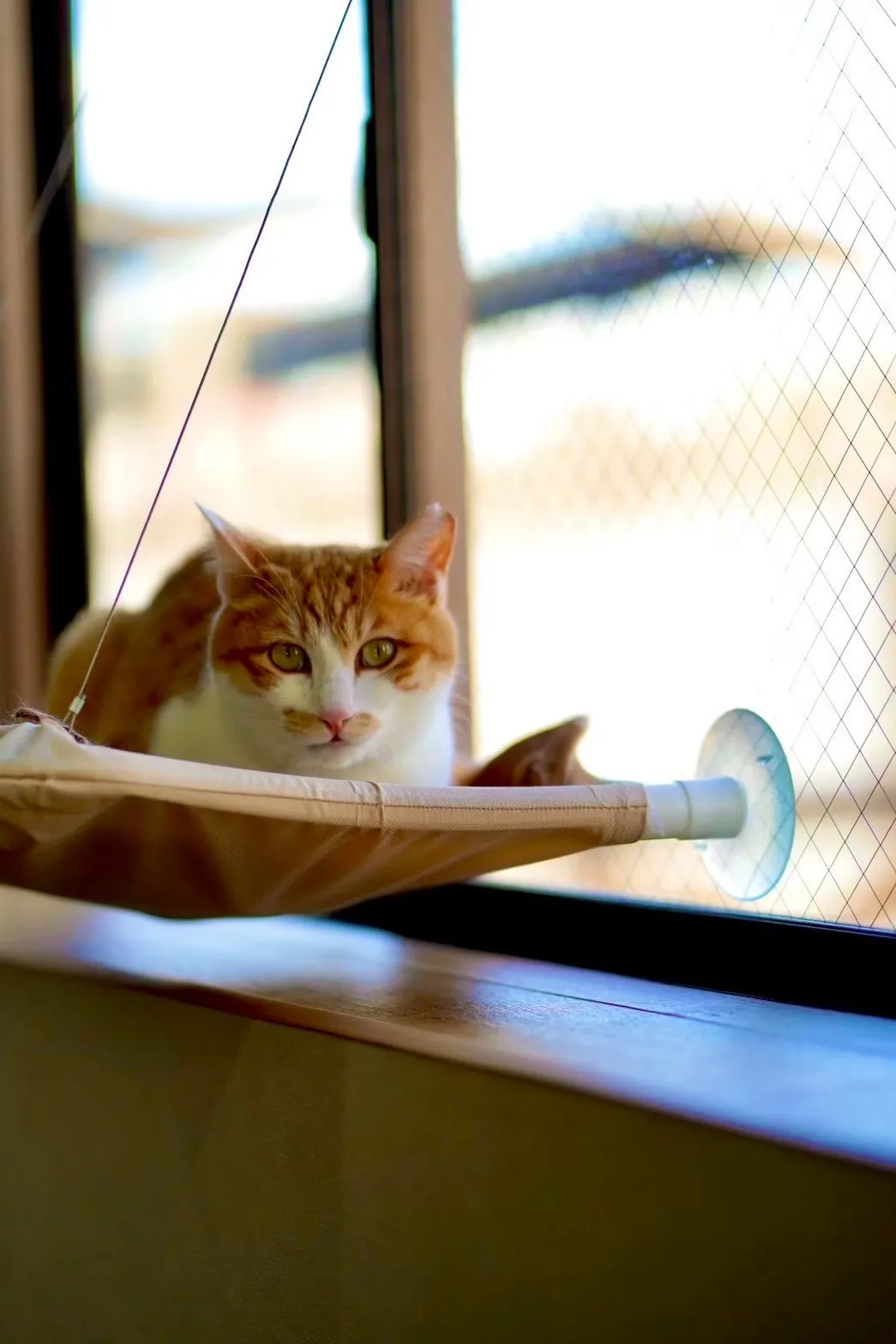 誰でも楽しく保護活動に参加できる｜高槻の譲渡型保護猫カフェ「Cherish」｜可愛い猫がいっぱい！