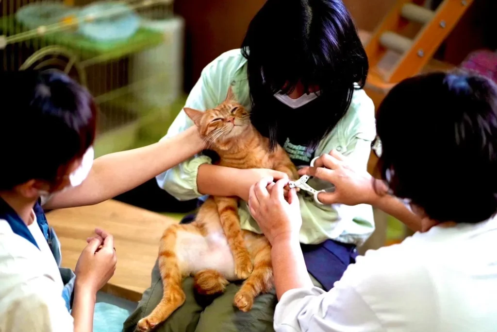 cherish、爪切り中