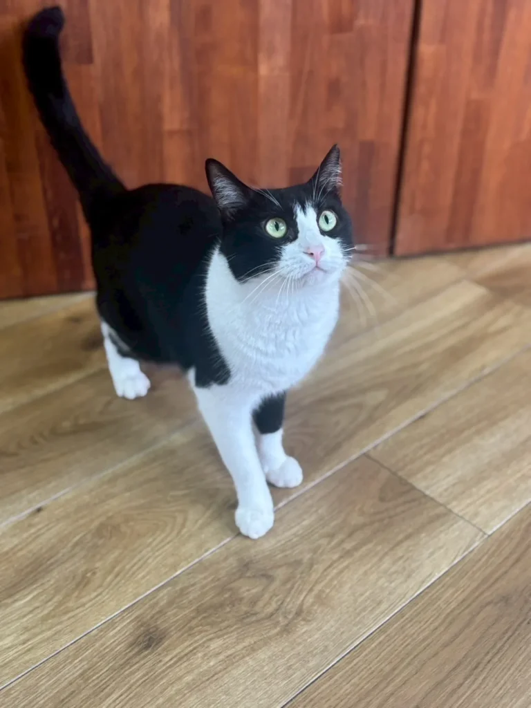 cherish、白と黒の猫