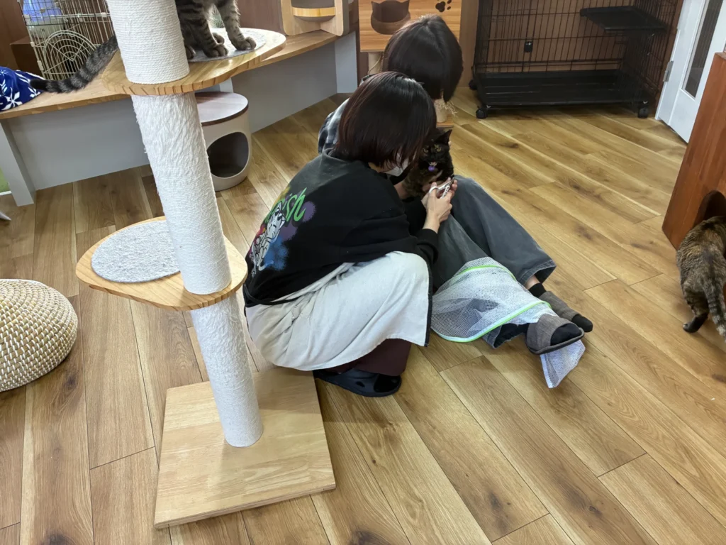 cherish、遊んでもらっている猫