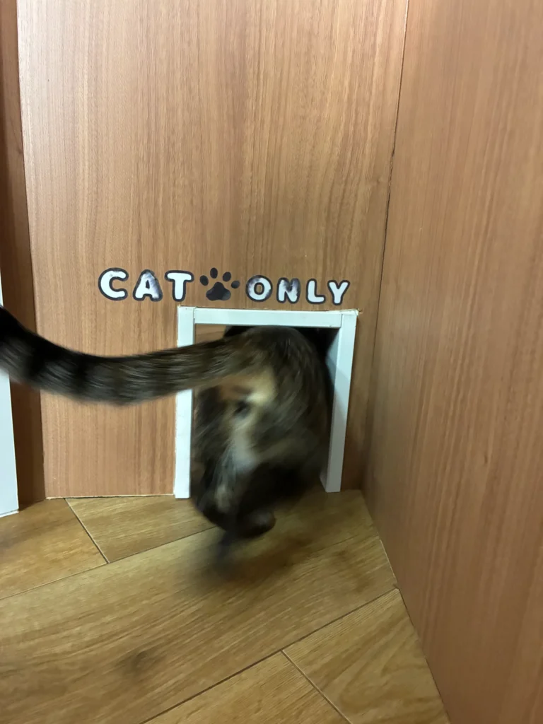 cherish、バックヤードへ出ていく猫の後ろ姿