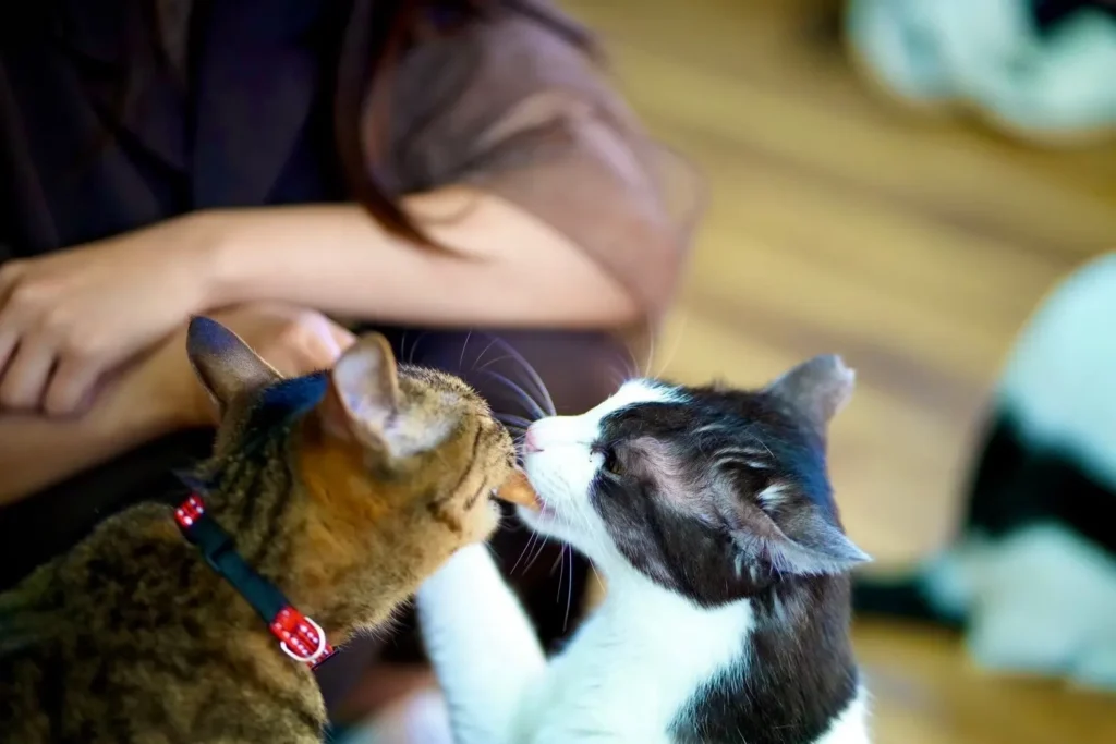 cherish、猫同士のキス