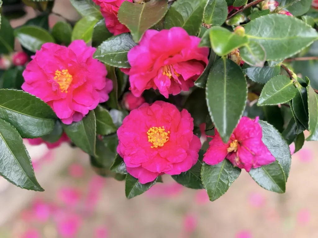 「近松公園」のさざんか