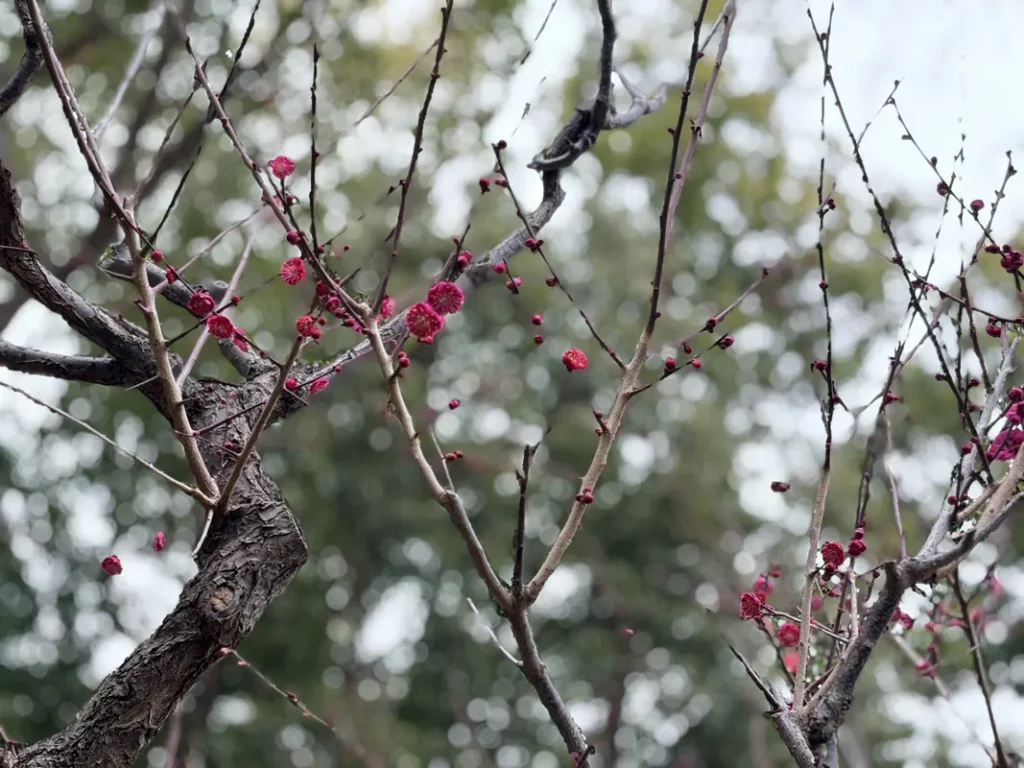 「近松公園」の紅梅