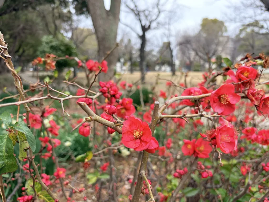 「近松公園」のボケ