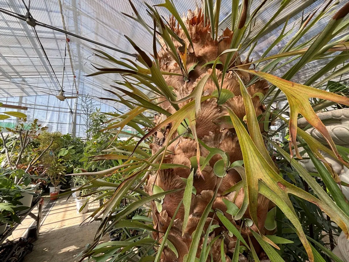 箕面 牧落｜エリア最大級。花と緑の園芸ショップ｜温室内で「超巨大なコウモリラン」を発見