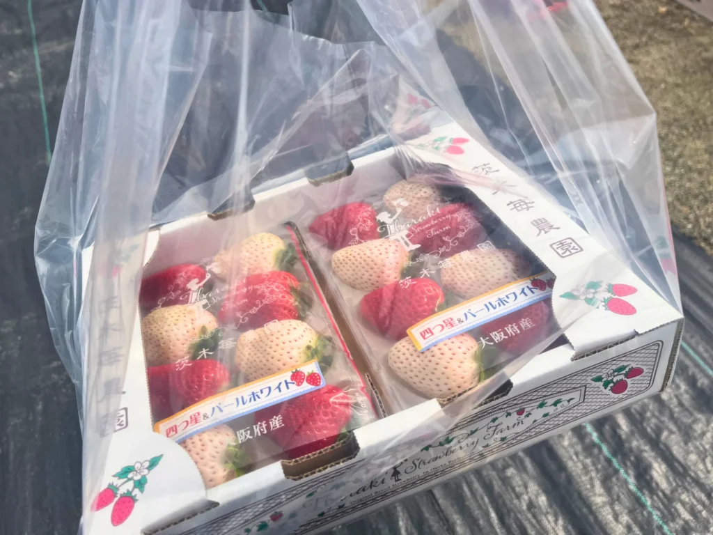 茨木苺農園直売所で購入した苺