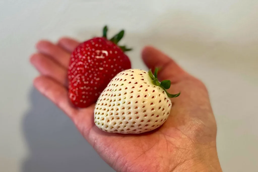 茨木苺農園の四つ星とパールホワイト