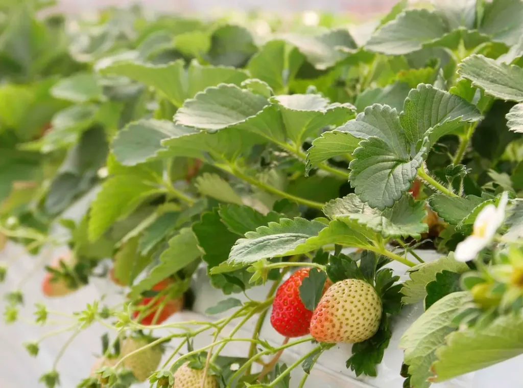 川西市「なかよしBerry farm」 ハウス内栽培の様子