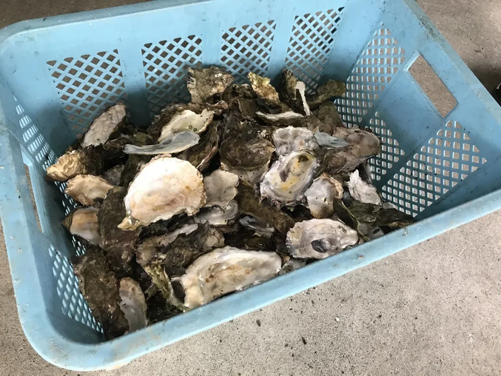 幸豊水産 牡蠣の貝殻