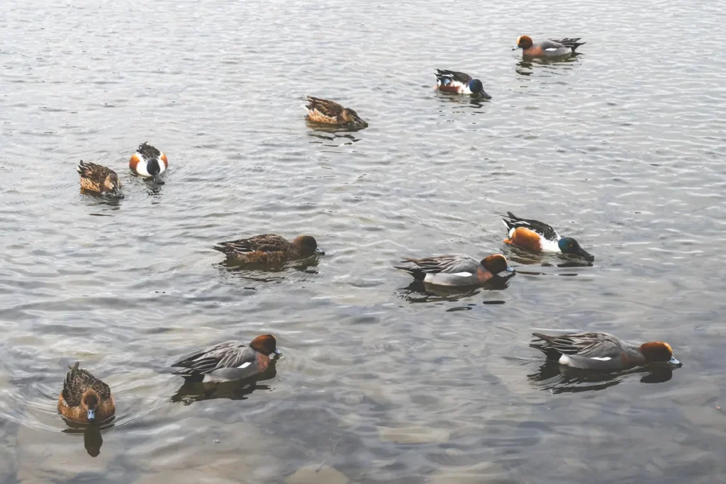 昆陽池　渡り鳥1