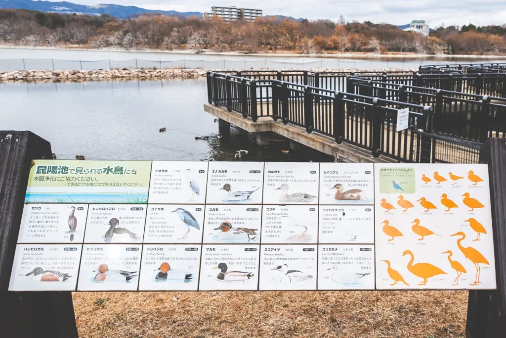 昆陽池　渡り鳥一覧