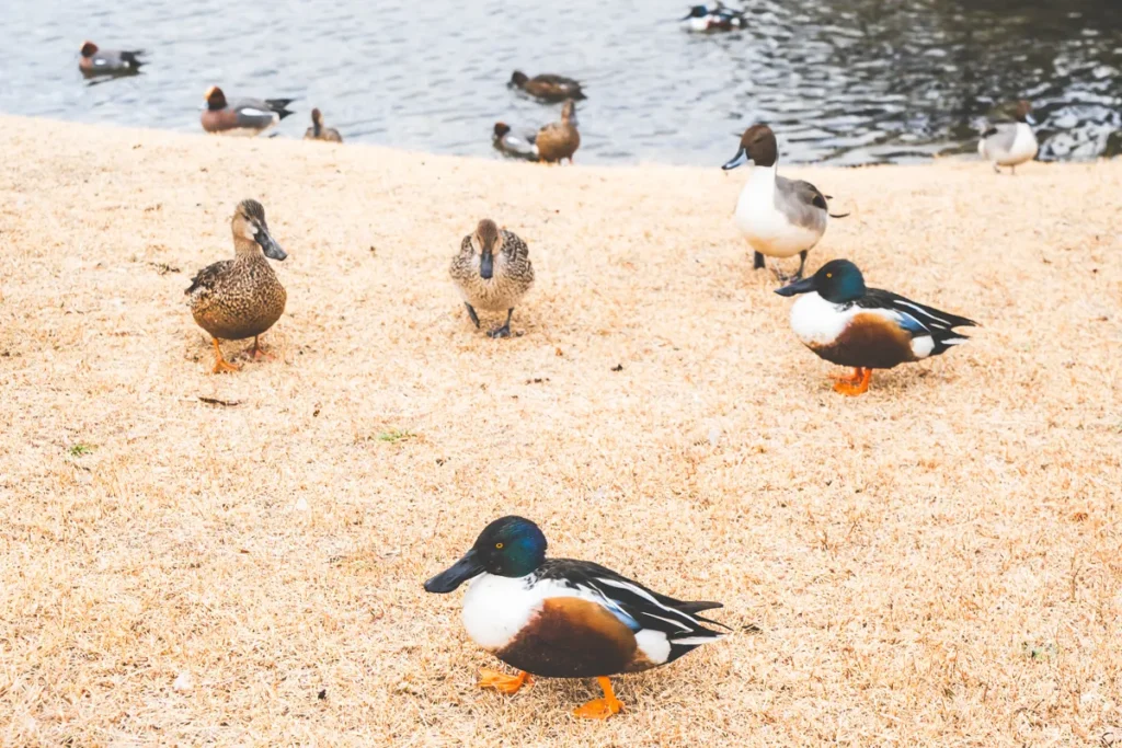 昆陽池　渡り鳥3